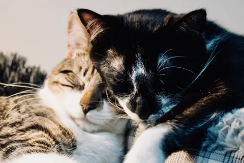 andrew wilde, animals, calm, cat, mario wilde, texture, warm light
