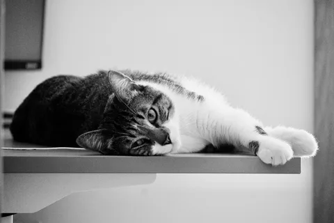 animals, calm, cat, mario wilde, muted colours, texture