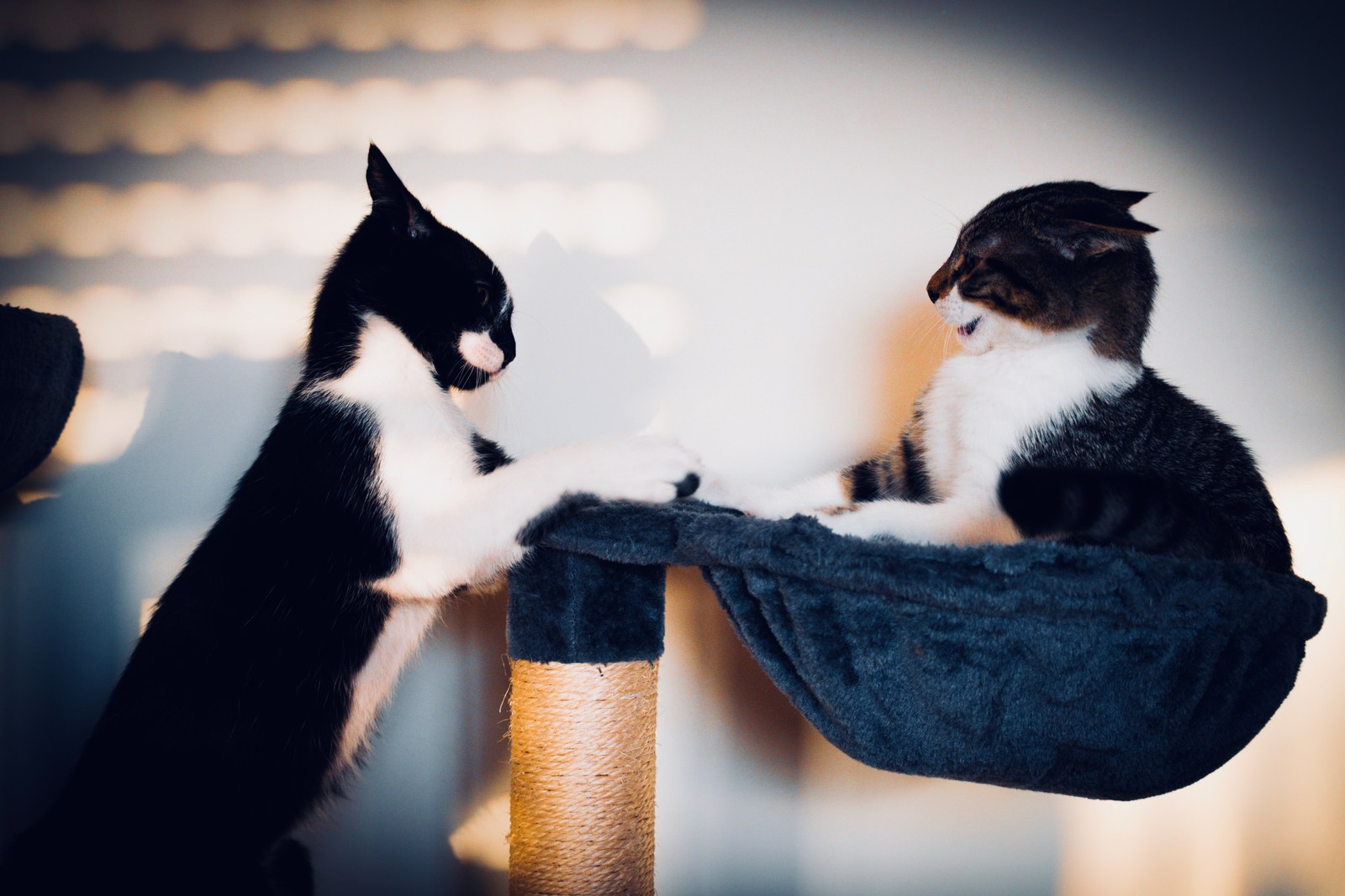 andrew wilde, animals, cat, mario wilde, motion, playfulness, texture, warm light