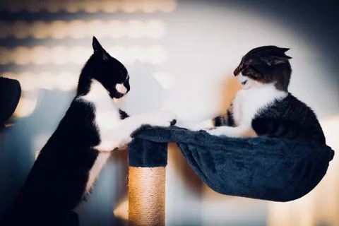 andrew wilde, animals, cat, mario wilde, motion, playfulness, texture, warm light