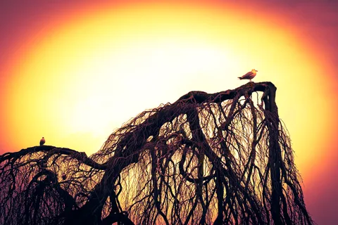 animals, bird, calm, nature, silhouette, solitude, texture, tree, warm light