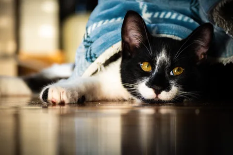 andrew wilde, animals, calm, cat, reflection, texture, warm light